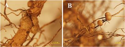 Co-existence of Rhizobia and Diverse Non-rhizobial Bacteria in the Rhizosphere and Nodules of Dalbergia odorifera Seedlings Inoculated with Bradyrhizobium elkanii, Rhizobium multihospitium–Like and Burkholderia pyrrocinia–Like Strains